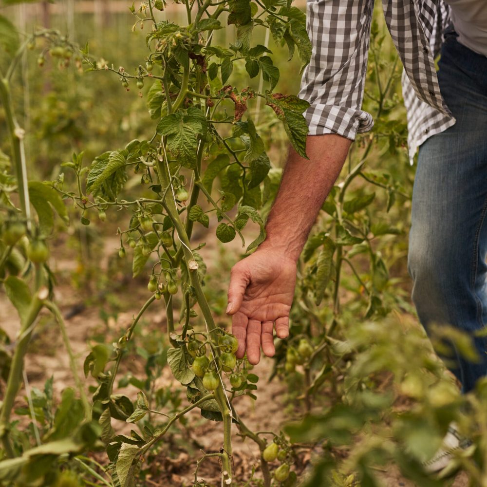 Unrecognizable man in checkered shirt checking unripe tomatoes on plants during work in garden in countryside