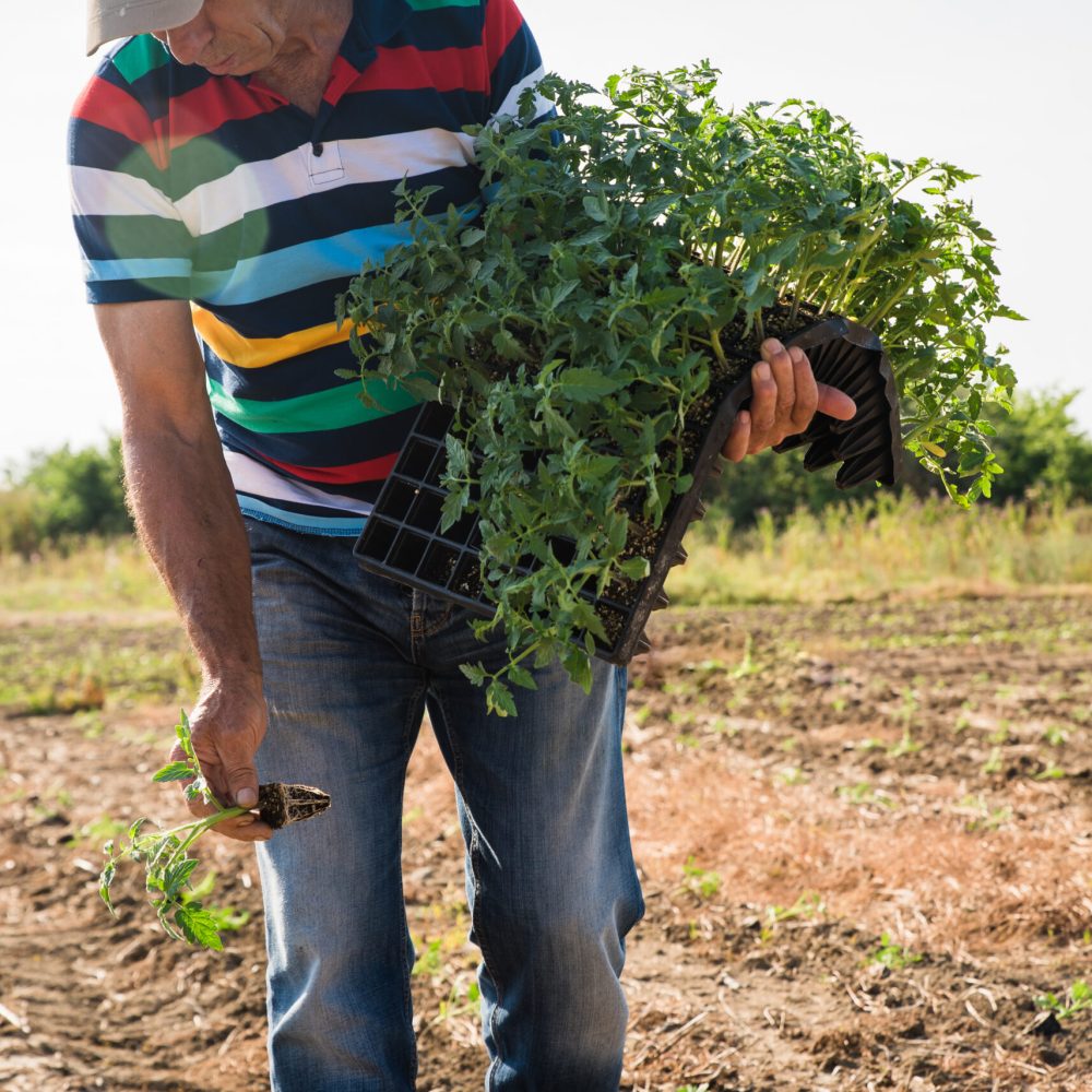 Man farmer planting young tomatoes plants